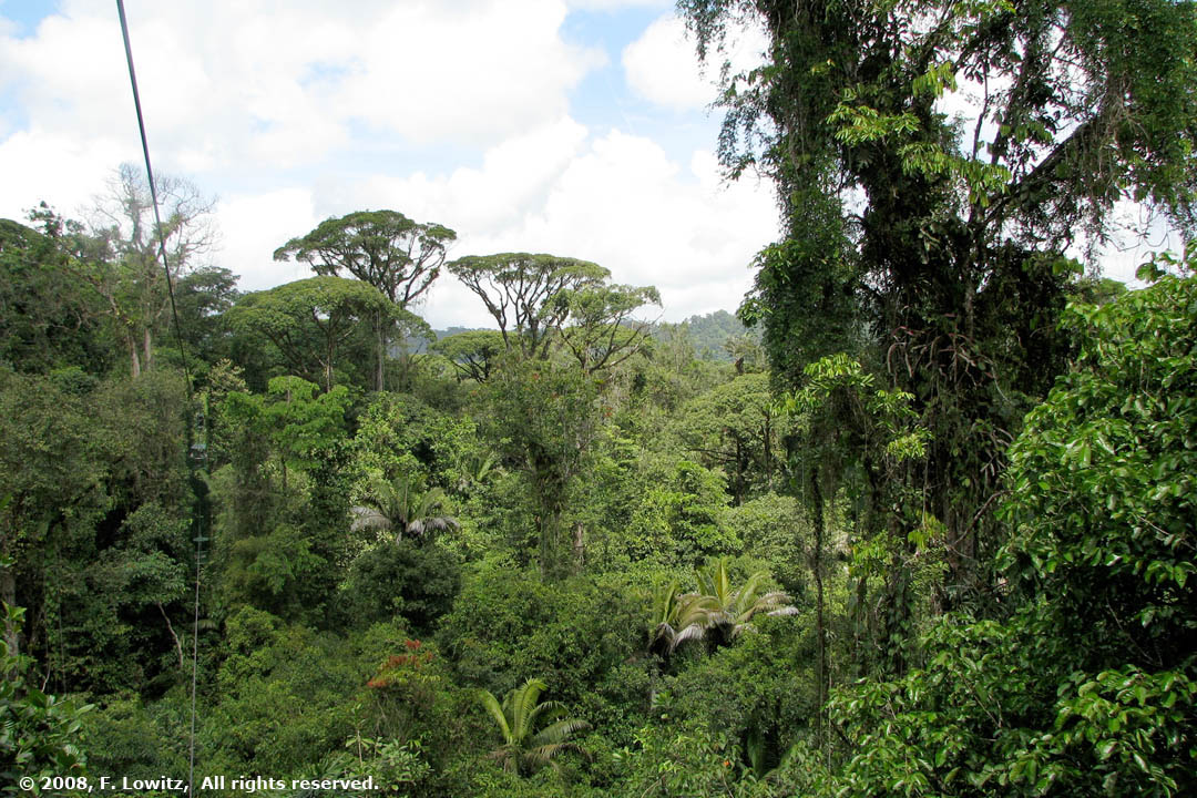 Rain Forest Canopy view